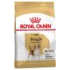 Royal Canin Beagle Adult 12kg - kutya száraztáp